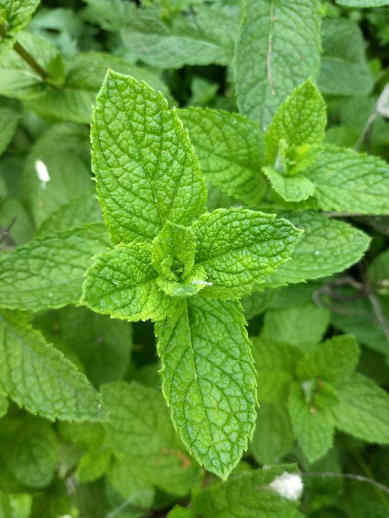 Garden Mint "spearmint" Homemade soap ~ sensitive skin care ~