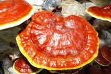 Dried Reishi Mushrooms - Certified Organic