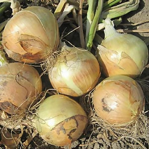 Yellow onion 10lb