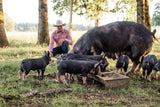 pigs