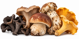 Wild Mushroom Powder Blend - Certified Organic - 1/4 Pound