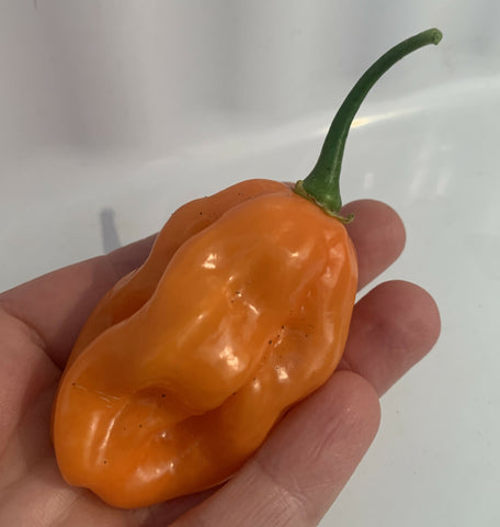 Habanero Peppers, 5 Peppers