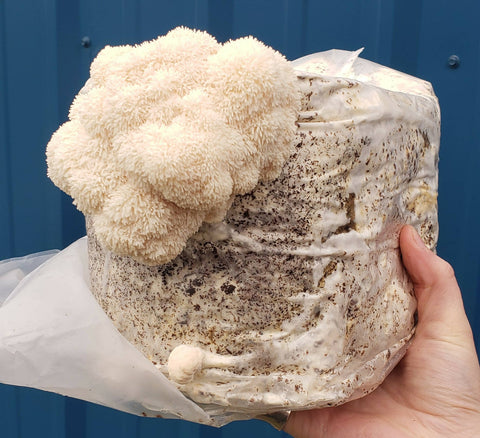 Lion's Mane grow-at-home Mushroom Kit