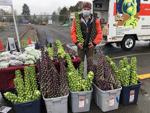 Brussels sprouts: green on the stalk organic