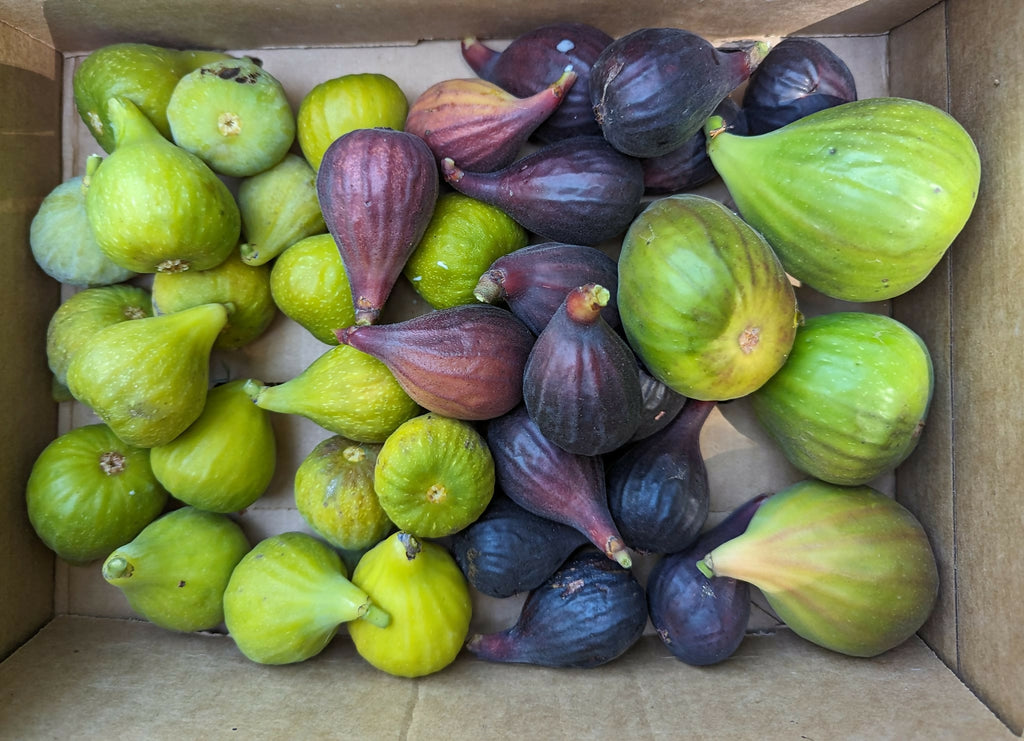 Figs ~ Frozen ~ Black Mission & Green Ischia
