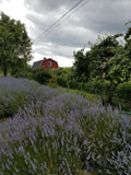 Tea ~ lavender tea for the Divine