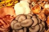 Dried Cultivated Mushroom Blend
