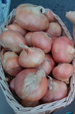 dutch onion