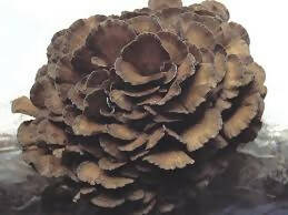 1 lb. Fresh Maitake Mushrooms - Certified Organic