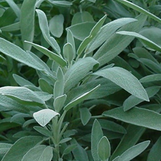 sage-plant