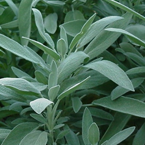 sage-plant