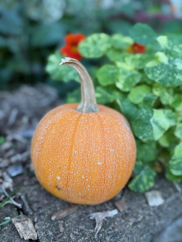 Pie Pumpkins