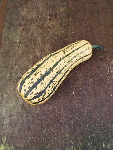 Candystick Delicata Winter Squash, Certified Organic