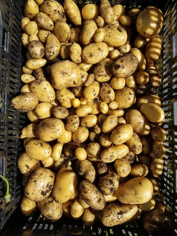 Yellow Potatoes 5lbs or 10lbs ($2.40/lb or $2/lb)