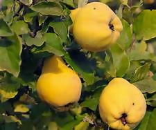 quincevandeman