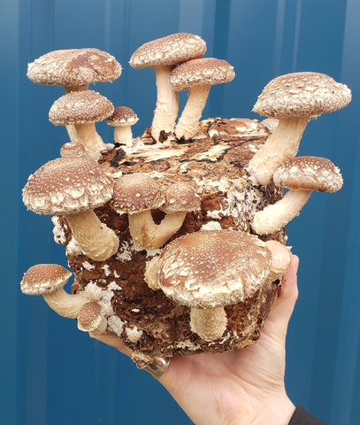 Grow-at-Home Mushroom Kit - Shiitake