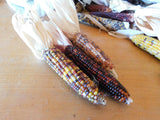 Decorative Hard Corn -- Fall table, mantel, door or altar piece!