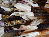 Decorative Hard Corn -- Fall table, mantel, door or altar piece!