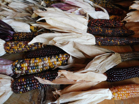 Decorative Hard Corn -- Fall table, mantel, door or altar piece!