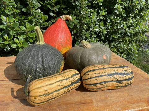 Winter squash medley organic