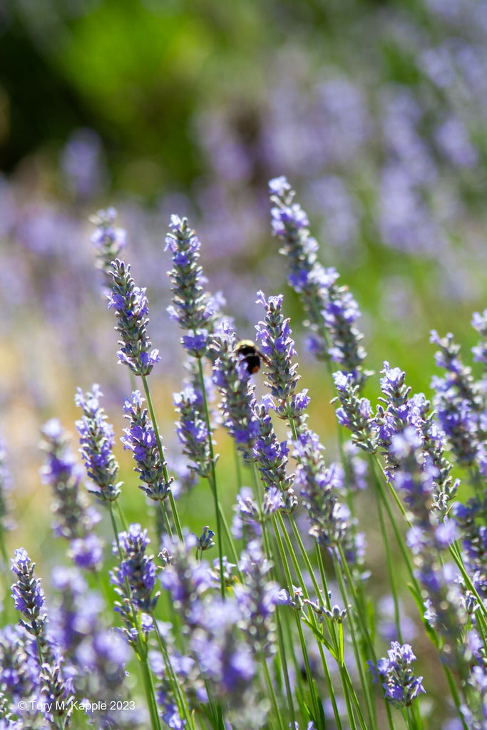 Lavender Homemade soap ~ sensitive skin care ~