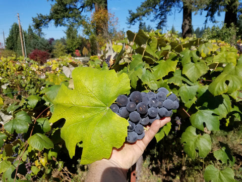 Heirloom Concord grapes! Seeded ~ Midway Farms 10lb or 30lbs ($3.20/lbs or $2.50/lb)