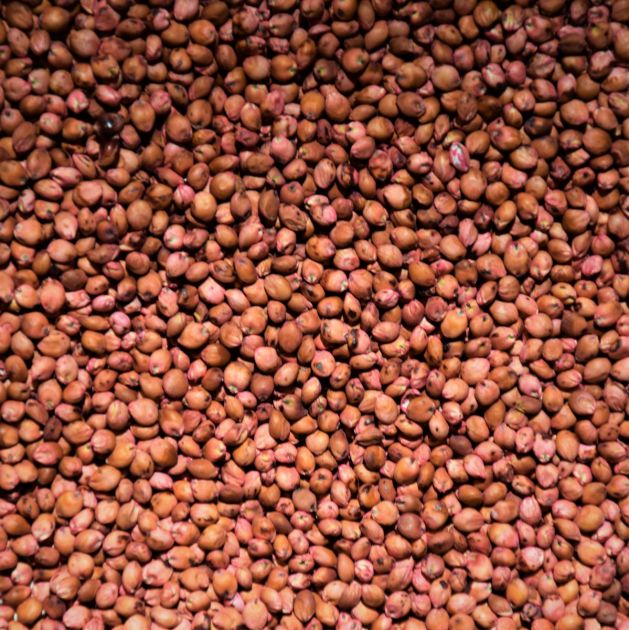 Sudan Grass (LOCAL PRODUCT)